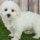 How Much Should a Maltipoo Weigh at 3 Months